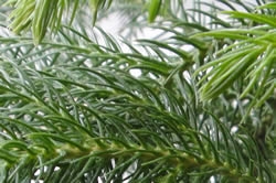 Comment prendre soin de pins de Norfolk à l'extérieur