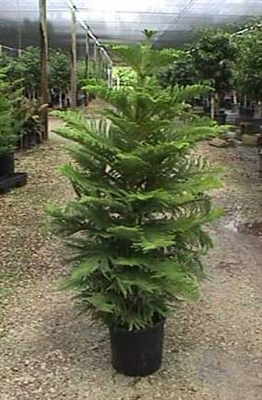 Cara Merawat Norfolk Pines Outdoors