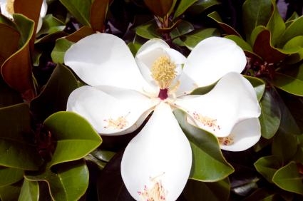 Hoe magnolia bomen te identificeren