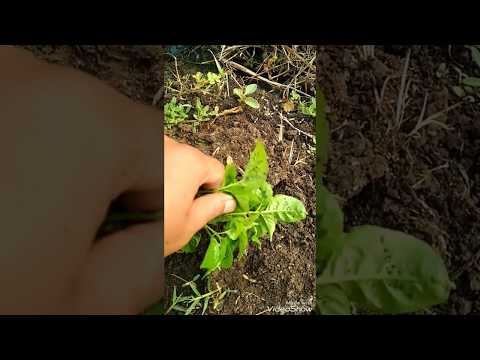 Cara Menyingkirkan Belalang di Kebun Secara Organik