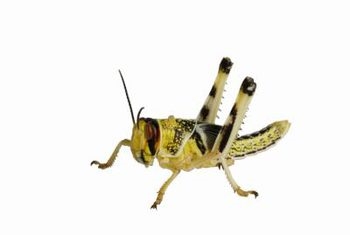 Bagaimana Menghancurkan Locust di Taman Secara Organik