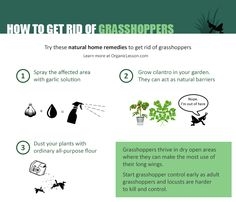 Cum să scapi de lăcuste în grădină în mod organic