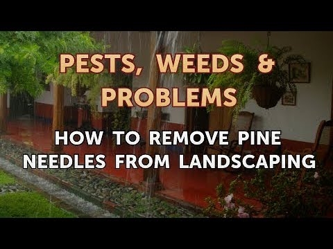 Comment supprimer les aiguilles de pin de l'aménagement paysager