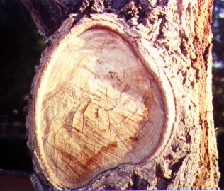 Cómo curar un árbol con daño de corteza
