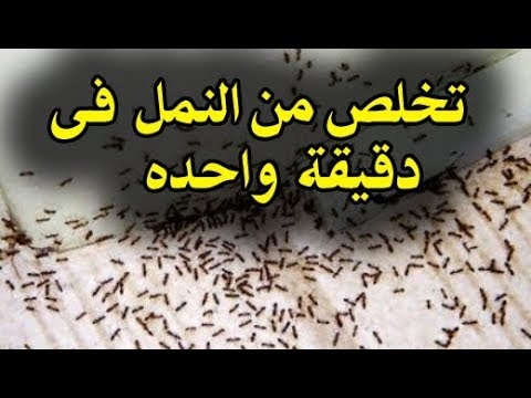كيفية تطبيق الملاثيون لقتل النمل الأبيض