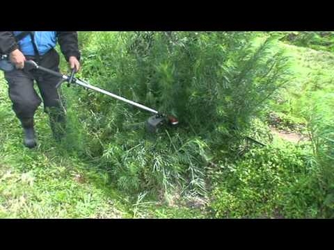 Como cortar arbustos