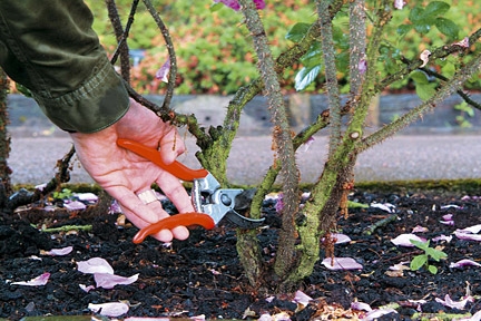 Làm thế nào để cắt giảm cây bụi