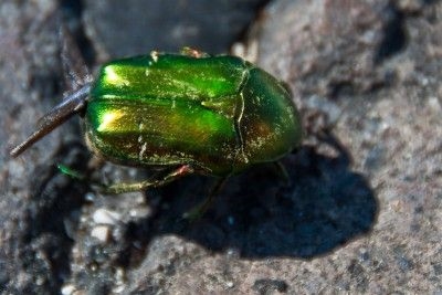 Cara Menyingkirkan Kumbang Bulan Juni Berjajar