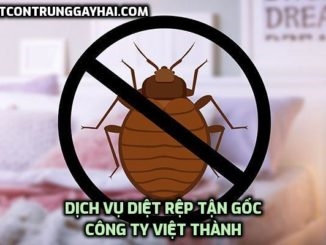 Thuốc chống nhện cho giường