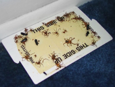 Cómo matar y deshacerse de las arañas vagabundas en tu casa