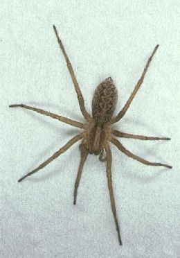 Comment tuer et se débarrasser des araignées hobo dans votre maison