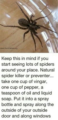 Como matar e se livrar das aranhas Hobo em sua casa