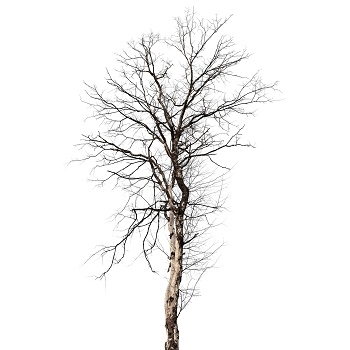 Semne și simptome ale unui arbore moarte Mesquite