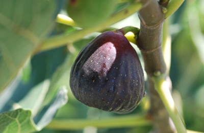 Jak sadzić drzewa figowe w Teksasie