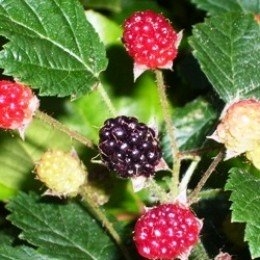 كيفية التعرف على Serviceberries في البرية