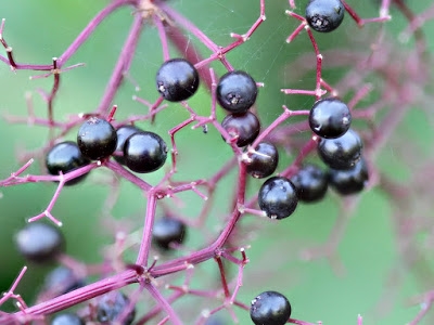 Как да идентифицираме Serviceberry в дивата природа