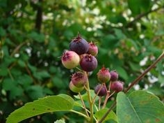 Cara Mengidentifikasi Serviceberries in the Wild