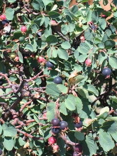 Como identificar Serviceberries em estado selvagem