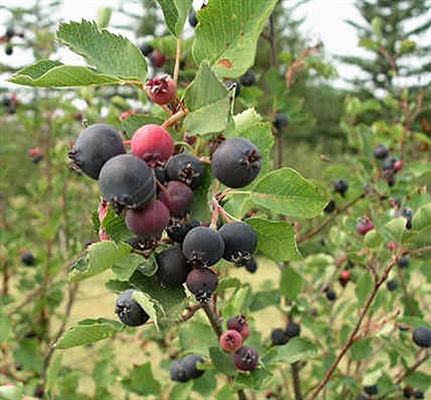 Как определить Serviceberry в дикой природе