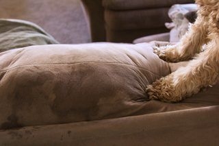 Jak wydobyć mocz z poduszki na kanapie