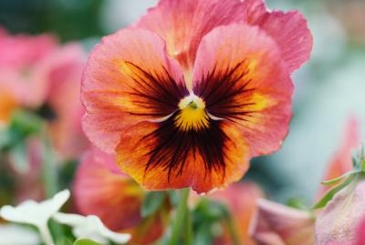 Cara Tumbuh & Peduli untuk Viola Pansies Di Dalam Negeri