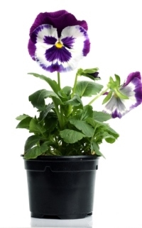 Viola-viooltjes binnenshuis kweken en verzorgen