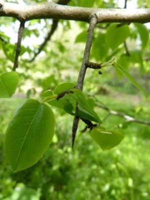 Identifizierung des Birnbaums