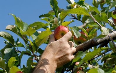 Spray fatto in casa per alberi da frutto