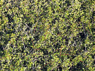 Zijn de bladeren van de bonte Weigela-plant giftig voor dieren?