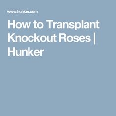 Как да трансплантирате нокаут рози