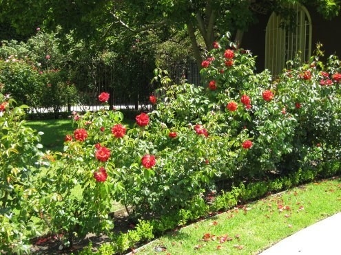 Comment transplanter des roses knock-out