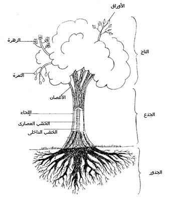 كيفية زرع أشجار الصنوبر البرية