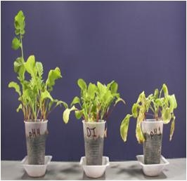 Ploviklio poveikis augalų augimui