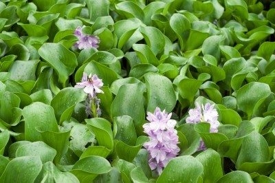 Merawat Hyacinth Air
