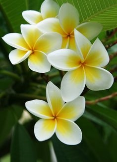 U kojim mjesecima cvjeta Plumeria na Havajima?