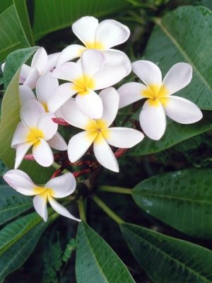 В какие месяцы цветет плюмерия на Гавайях?