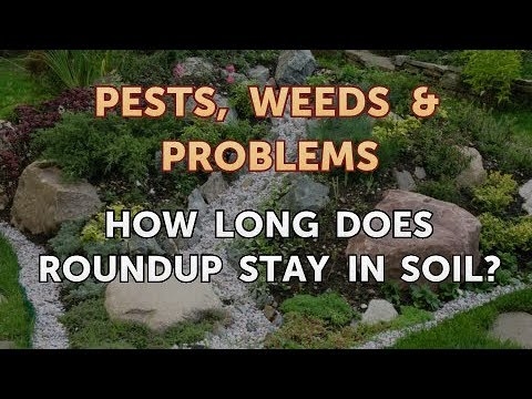 Berapa Lama Roundup Tetap di Tanah?