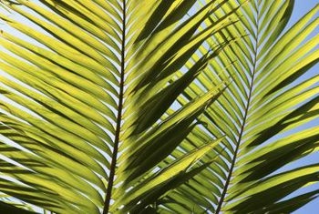 Πώς να μετατρέψει το κίτρινο Fronds σε πράσινο σε μια βασίλισσα Palm Tree