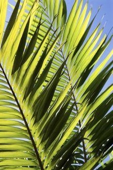 Kako žutu travu pretvoriti u zelenu na kraljičinoj palmi