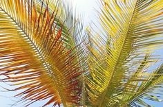 Come trasformare le fronde gialle in verdi su una palma regina