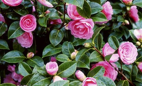 Wanneer bloeien Camellia's?