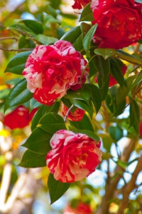 Kedy Camellias Bloom?