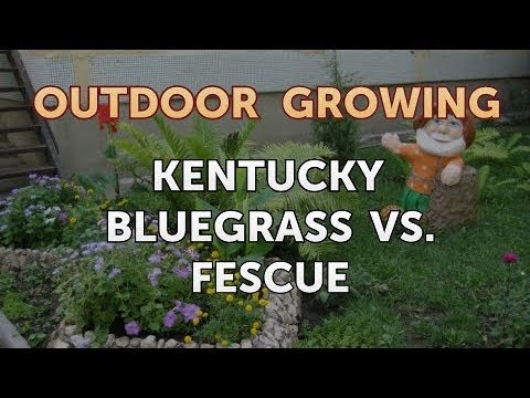 Kontraszt Bermudagrass és Kentucky Bluegrass