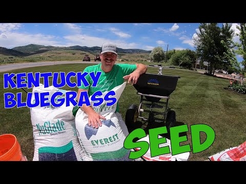 คอนทราสต์ Bermudagrass & Kentucky Bluegrass