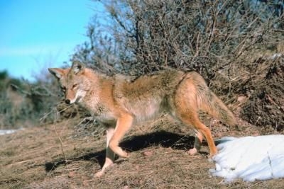 Cómo construir una cerca de Coyote