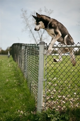 Comment construire une clôture de coyote