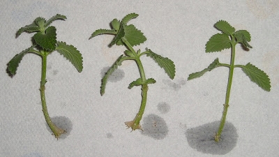 Cum se propagă planta Catmint