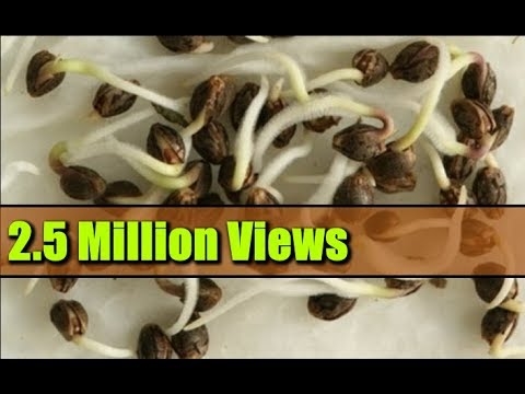 Cómo germinar semillas de moras