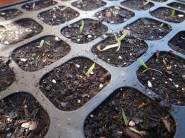 Come germinare i semi di Blackberry