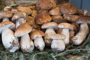 كيف ينمو بورشيني Mushroons